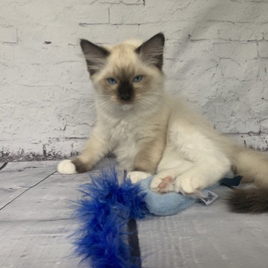 chaton Ragdoll seal point mitted Rocco De La Croisette Les Ragdolls de la Croisette