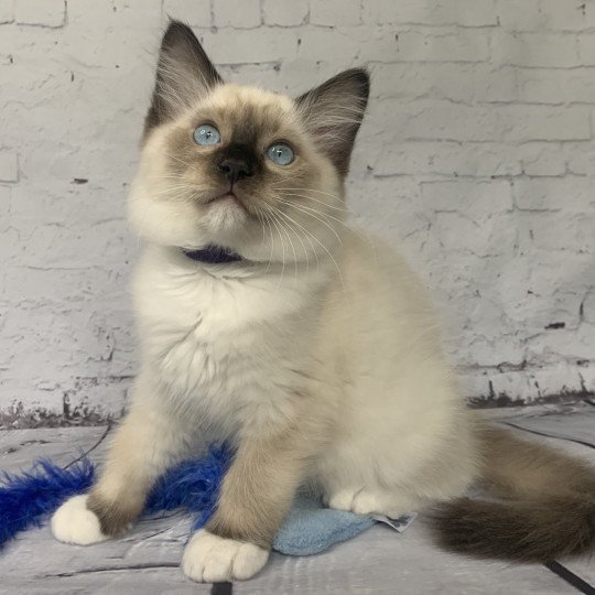 chaton Ragdoll seal point mitted Rocco De La Croisette Les Ragdolls de la Croisette