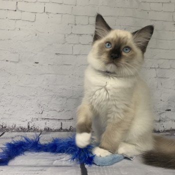 chaton Ragdoll seal point mitted Rocco De La Croisette Les Ragdolls de la Croisette