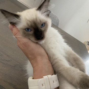 chaton Ragdoll seal point mitted Rocco De La Croisette Les Ragdolls de la Croisette chaton Ragdoll seal point mitted Rocco De La Croisette Les Ragdolls de la Croisette