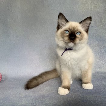 chaton Ragdoll seal point mitted Rocco De La Croisette Les Ragdolls de la Croisette