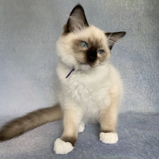 chaton Ragdoll seal point mitted Rocco De La Croisette Les Ragdolls de la Croisette