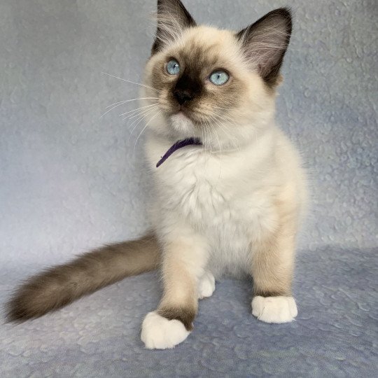 chaton Ragdoll seal point mitted Rocco De La Croisette Les Ragdolls de la Croisette