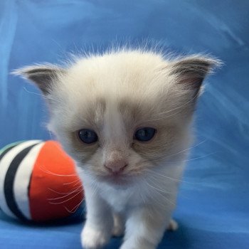 chaton Ragdoll black Roi Albus De La Croisette Les Ragdolls de la Croisette