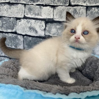 chaton Ragdoll black Roi Albus De La Croisette Les Ragdolls de la Croisette