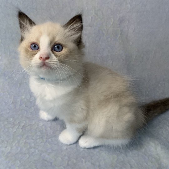 chaton Ragdoll black Roi Albus De La Croisette Les Ragdolls de la Croisette