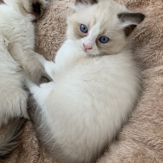 chaton Ragdoll black Roi Albus De La Croisette Les Ragdolls de la Croisette