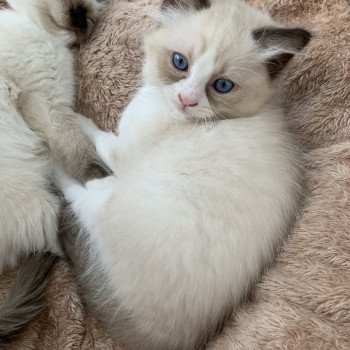 chaton Ragdoll black Roi Albus De La Croisette Les Ragdolls de la Croisette