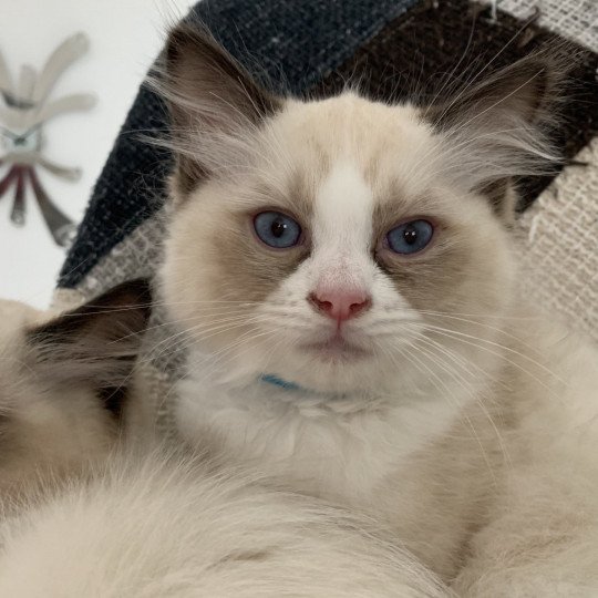 chaton Ragdoll black Roi Albus De La Croisette Les Ragdolls de la Croisette