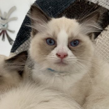chaton Ragdoll black Roi Albus De La Croisette Les Ragdolls de la Croisette chaton Ragdoll black Roi Albus De La Croisette Les Ragdolls de la Croisette