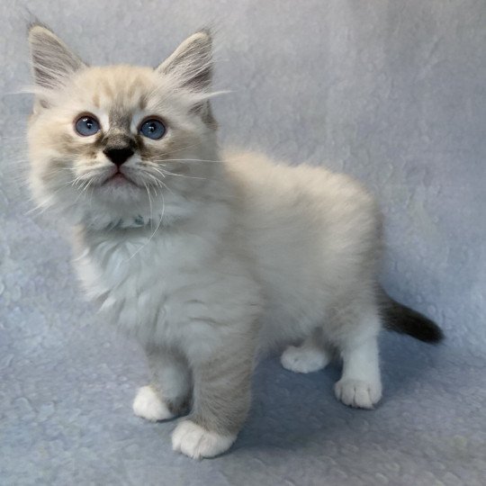 Roi Baloo De La Croisette Mâle Ragdoll