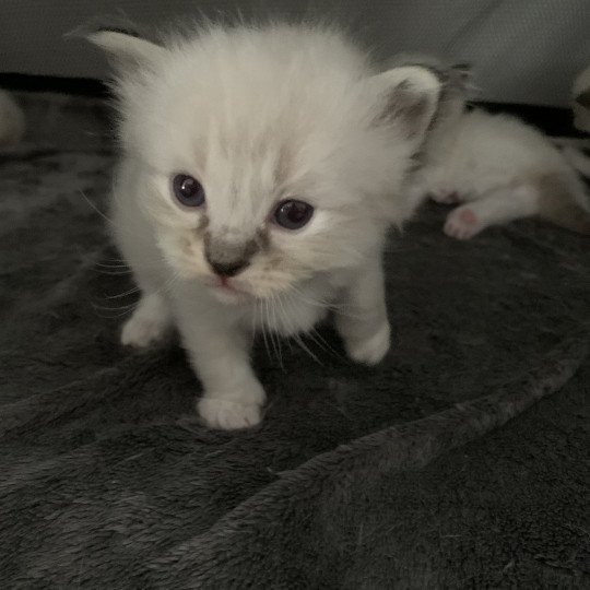 chaton Ragdoll seal tabby point Roi Baloo De La Croisette Les Ragdolls de la Croisette