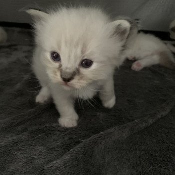 chaton Ragdoll seal tabby point Roi Baloo De La Croisette Les Ragdolls de la Croisette