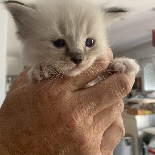 chaton Ragdoll seal tabby point Roi Baloo De La Croisette Les Ragdolls de la Croisette