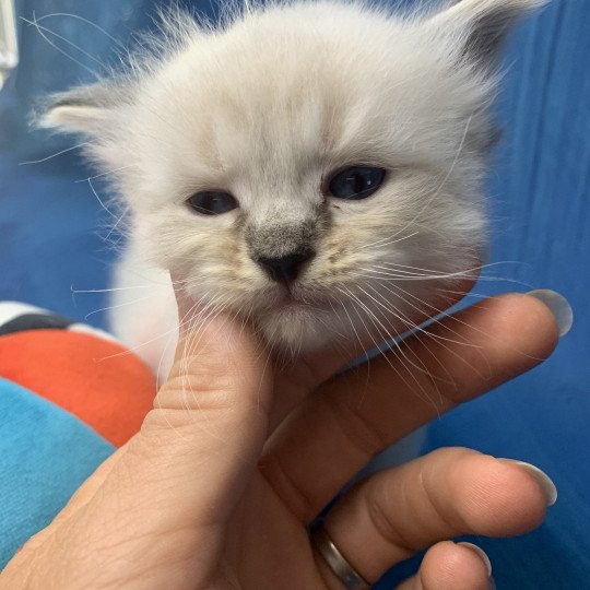 chaton Ragdoll seal tabby point Roi Baloo De La Croisette Les Ragdolls de la Croisette