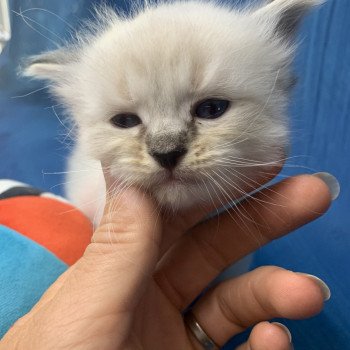 chaton Ragdoll seal tabby point Roi Baloo De La Croisette Les Ragdolls de la Croisette