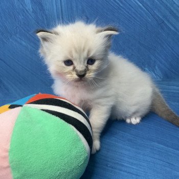 chaton Ragdoll seal tabby point Roi Baloo De La Croisette Les Ragdolls de la Croisette chaton Ragdoll seal tabby point Roi Baloo De La Croisette Les Ragdolls de la Croisette