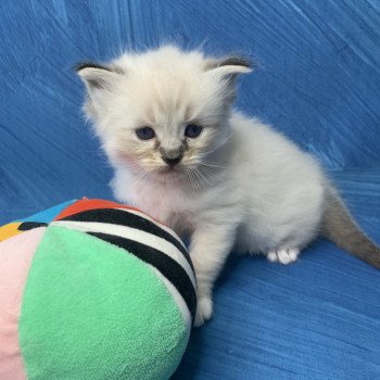 chaton Ragdoll seal tabby point Roi Baloo De La Croisette Les Ragdolls de la Croisette