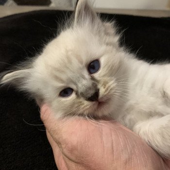 chaton Ragdoll seal tabby point Roi Baloo De La Croisette Les Ragdolls de la Croisette