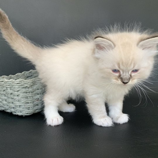 chaton Ragdoll seal tabby point Roi Baloo De La Croisette Les Ragdolls de la Croisette