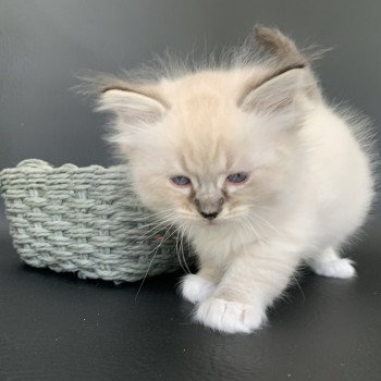 chaton Ragdoll seal tabby point Roi Baloo De La Croisette Les Ragdolls de la Croisette