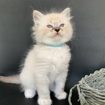 chaton Ragdoll seal tabby point Roi Baloo De La Croisette Les Ragdolls de la Croisette