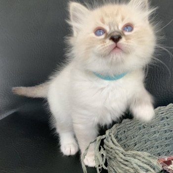 chaton Ragdoll seal tabby point Roi Baloo De La Croisette Les Ragdolls de la Croisette chaton Ragdoll seal tabby point Roi Baloo De La Croisette Les Ragdolls de la Croisette
