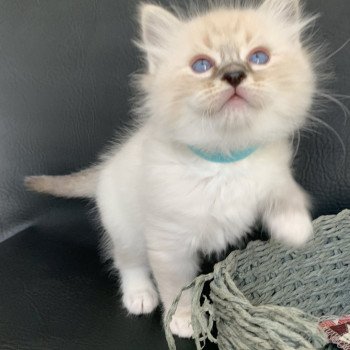 chaton Ragdoll seal tabby point Roi Baloo De La Croisette Les Ragdolls de la Croisette