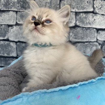 chaton Ragdoll seal tabby point Roi Baloo De La Croisette Les Ragdolls de la Croisette chaton Ragdoll seal tabby point Roi Baloo De La Croisette Les Ragdolls de la Croisette