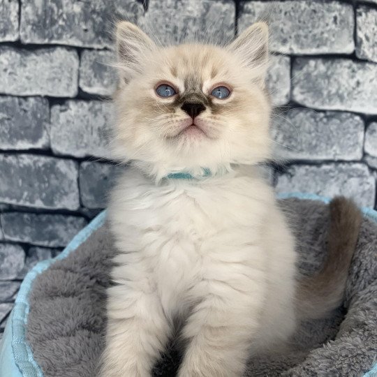 chaton Ragdoll seal tabby point Roi Baloo De La Croisette Les Ragdolls de la Croisette