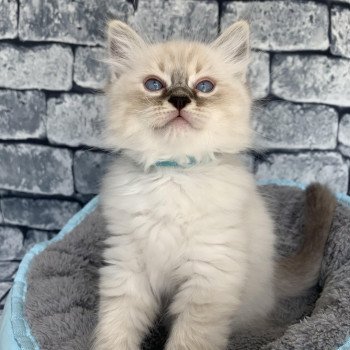 chaton Ragdoll seal tabby point Roi Baloo De La Croisette Les Ragdolls de la Croisette chaton Ragdoll seal tabby point Roi Baloo De La Croisette Les Ragdolls de la Croisette