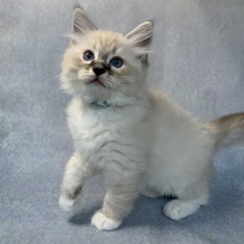 chaton Ragdoll seal tabby point Roi Baloo De La Croisette Les Ragdolls de la Croisette chaton Ragdoll seal tabby point Roi Baloo De La Croisette Les Ragdolls de la Croisette