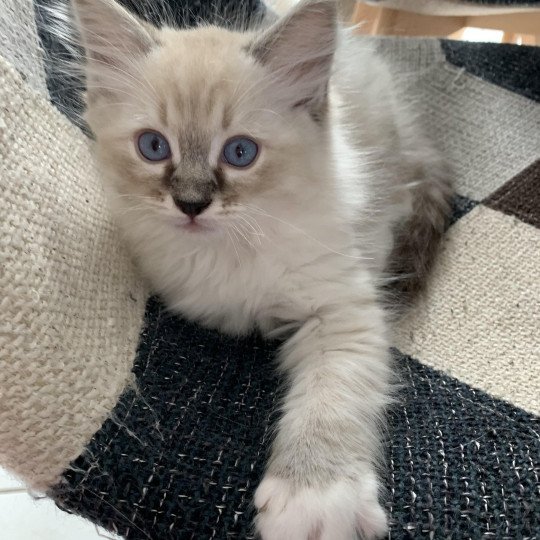 chaton Ragdoll seal tabby point Roi Baloo De La Croisette Les Ragdolls de la Croisette