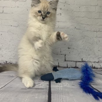 chaton Ragdoll seal tabby point Roi Baloo De La Croisette Les Ragdolls de la Croisette chaton Ragdoll seal tabby point Roi Baloo De La Croisette Les Ragdolls de la Croisette