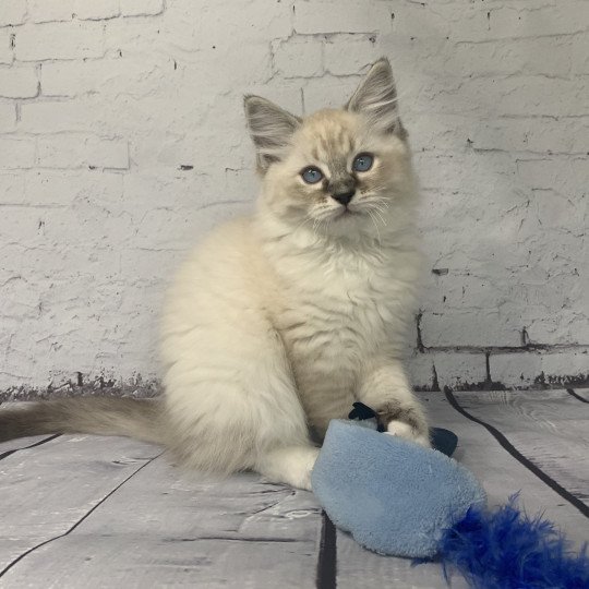 chaton Ragdoll seal tabby point Roi Baloo De La Croisette Les Ragdolls de la Croisette