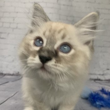 chaton Ragdoll seal tabby point Roi Baloo De La Croisette Les Ragdolls de la Croisette