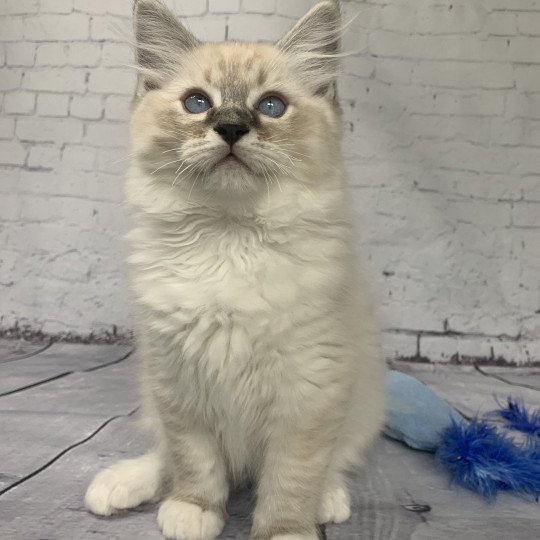 chaton Ragdoll seal tabby point Roi Baloo De La Croisette Les Ragdolls de la Croisette