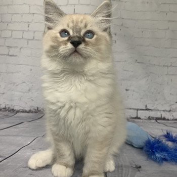 chaton Ragdoll seal tabby point Roi Baloo De La Croisette Les Ragdolls de la Croisette