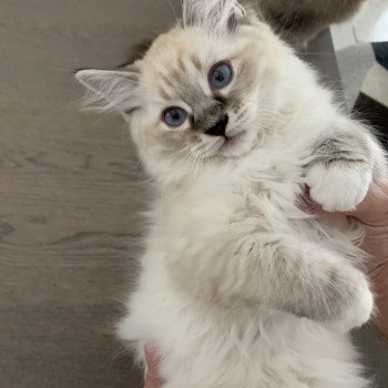 chaton Ragdoll seal tabby point Roi Baloo De La Croisette Les Ragdolls de la Croisette