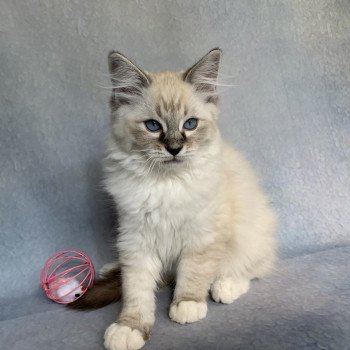 chaton Ragdoll seal tabby point Roi Baloo De La Croisette Les Ragdolls de la Croisette