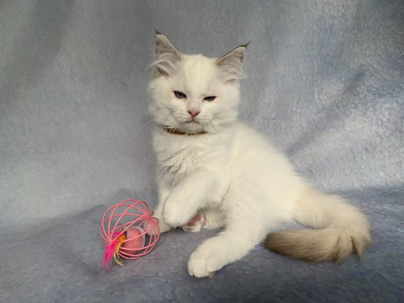 Roi Merlin De La Croisette Mâle Ragdoll