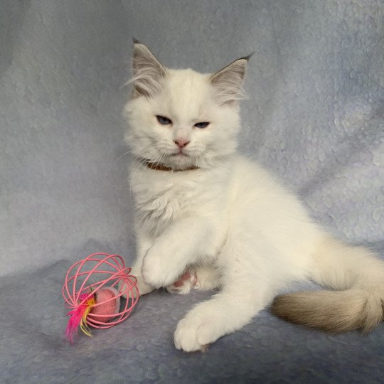 Roi Merlin De La Croisette Mâle Ragdoll