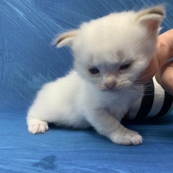 chaton Ragdoll chocolate tabby Roi Merlin De La Croisette Les Ragdolls de la Croisette