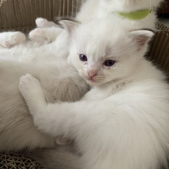 chaton Ragdoll chocolate tabby Roi Merlin De La Croisette Les Ragdolls de la Croisette