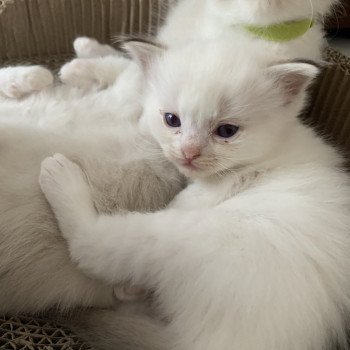 chaton Ragdoll chocolate tabby Roi Merlin De La Croisette Les Ragdolls de la Croisette