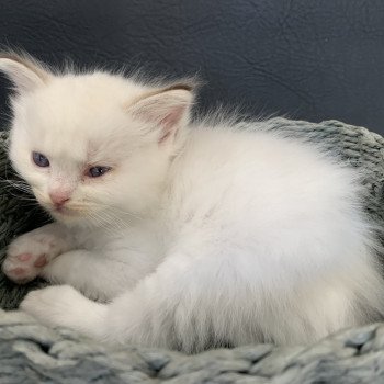 chaton Ragdoll chocolate tabby Roi Merlin De La Croisette Les Ragdolls de la Croisette