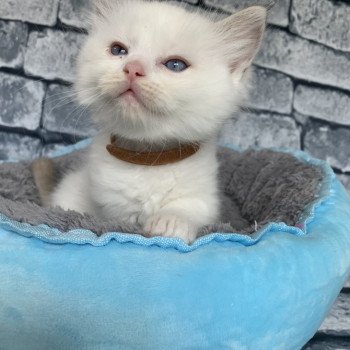 chaton Ragdoll chocolate tabby Roi Merlin De La Croisette Les Ragdolls de la Croisette chaton Ragdoll chocolate tabby Roi Merlin De La Croisette Les Ragdolls de la Croisette
