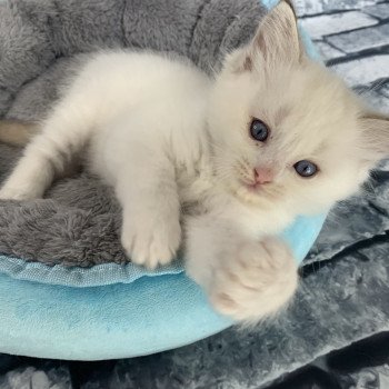 chaton Ragdoll chocolate tabby Roi Merlin De La Croisette Les Ragdolls de la Croisette