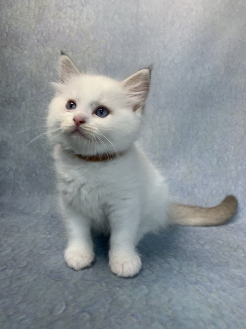 Roi Merlin De La Croisette Mâle Ragdoll