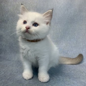 chaton Ragdoll chocolate tabby Roi Merlin De La Croisette Les Ragdolls de la Croisette